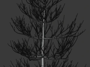 pine asset 3D Model