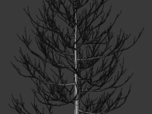 pine asset Modello 3D