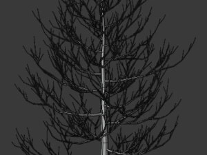 pine asset 3D Model