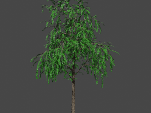 tree asset 3 3D Model