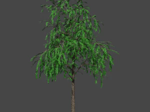 tree asset 3 3D Model