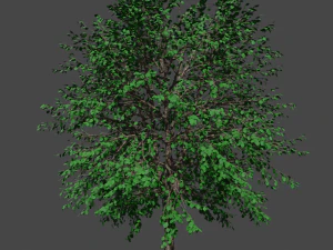 tree asset 3 3D Model