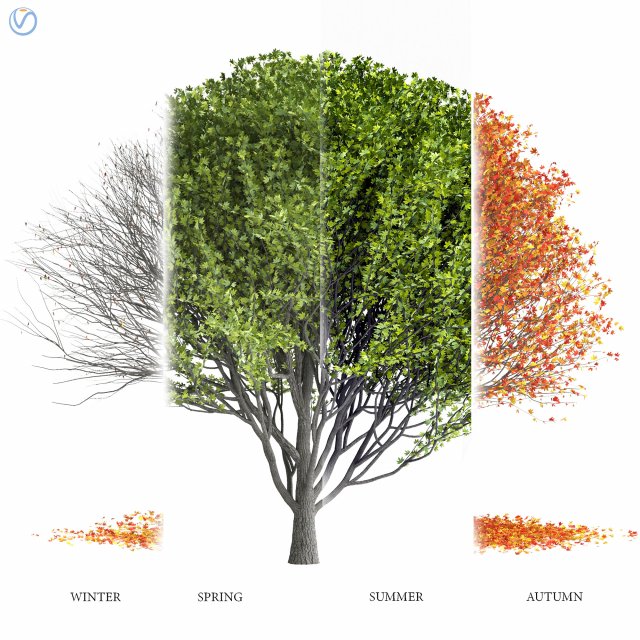 Maple Tree- Season Pack Modelo 3D .c4d .max .obj .3ds .fbx .stl .blend 