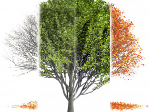 Maple Tree- Season Pack Modelo 3D