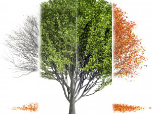 Pacchetto stagione Maple Tree Modello 3D