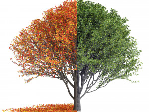 Maple Tree- Season Pack Modelo 3D