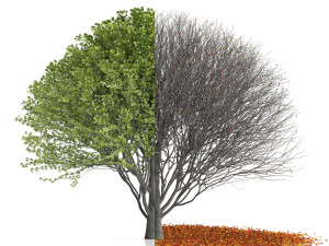 Maple Tree- Season Pack Modelo 3D