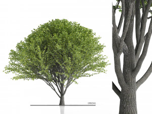 Maple Tree- Season Pack Modelo 3D