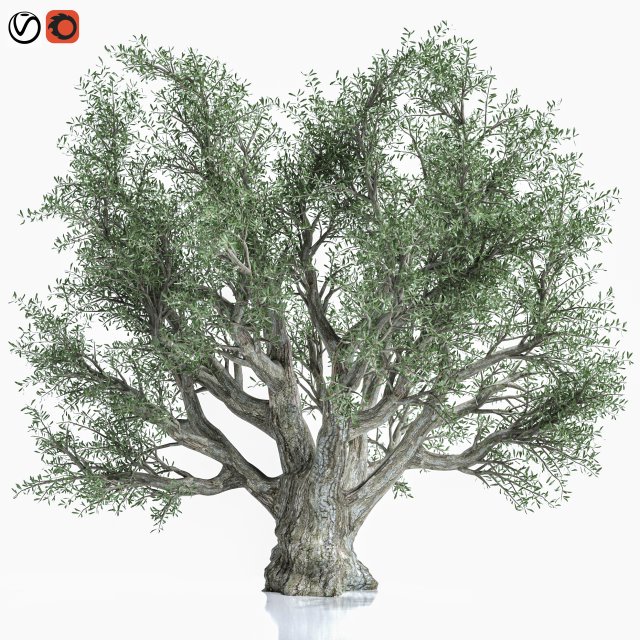 Olive Tree 3D Model .c4d .max .obj .3ds .fbx .stl .blend 