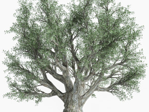 Olive Tree Modelo 3D