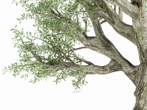 Olive Tree 3D Model