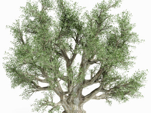 Olive Tree 3D Model