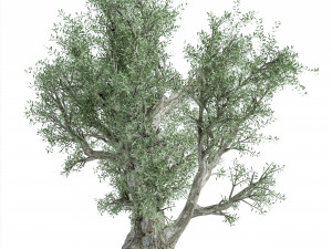 Olive Tree 3D Model