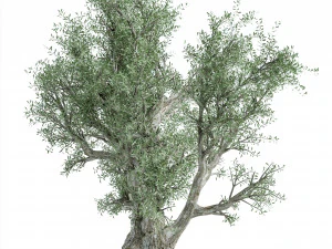 Olive Tree 3D Model