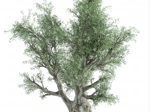 Olive Tree 3D Model