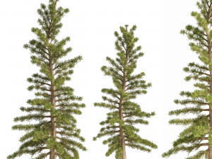 2 Pine Tree Modelo 3D