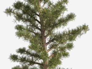 2 Pine Tree 3D Model