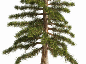 2 Pine Tree 3D Model