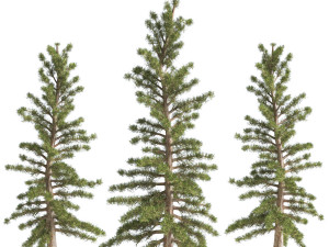 2 Pine Tree 3D Model