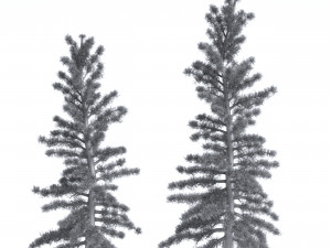 2 Pine Tree 3D Model
