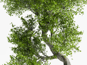 2 Stylized Tree 3D मॉडल