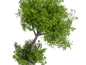 2 Stylized Tree 3D मॉडल