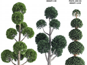 Garden Trees 3D Model