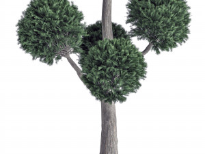 Garden Trees Model 3D