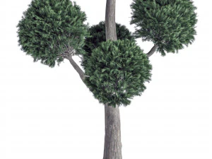 Садовые Деревья 3D Модель