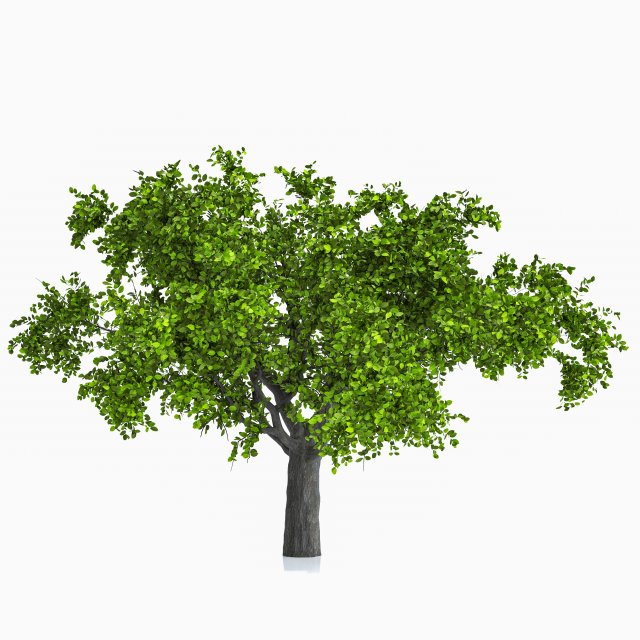 Apple tree 3D Model .c4d .max .obj .3ds .fbx .stl .blend 