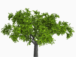 Apple tree Modelo 3D
