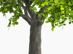 Apple tree 3D Model