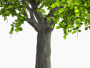Apple tree 3D Model
