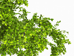 Apple tree 3D Model