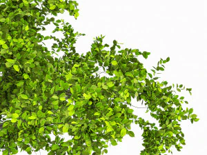 Apple tree 3D Model