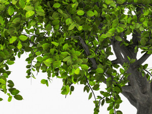 Apple tree 3D Model