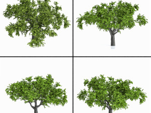 Apple tree 3D Model
