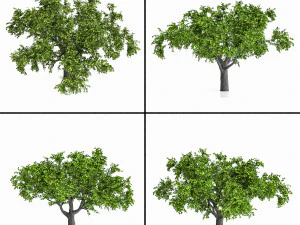 Apple tree 3D Model