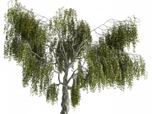 Fantasy Weeping Tree Model 3D
