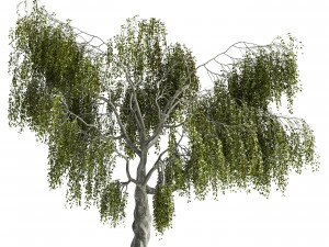 Fantasy Weeping Tree 3D Model