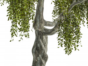 Fantasy Weeping Tree Model 3D