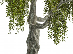 Fantasy Weeping Tree 3D Model