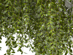 Fantasy Weeping Tree Model 3D