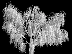 Fantasy Weeping Tree 3D Model