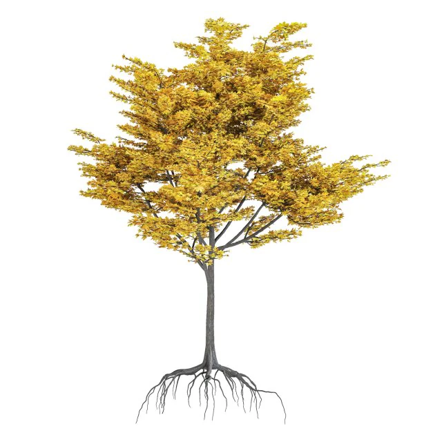 Maple Tree 3D Model .c4d .max .obj .3ds .fbx .stl .blend 