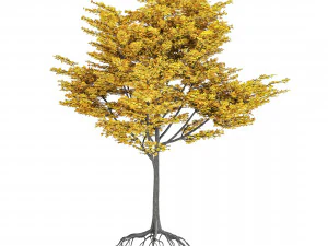 Albero di acero Modello 3D