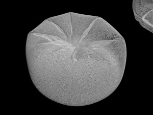 round puff pouf pouff pouffe furniture stool sofa sit seat comfort confort chair pouffe puff padded Modèle 3D