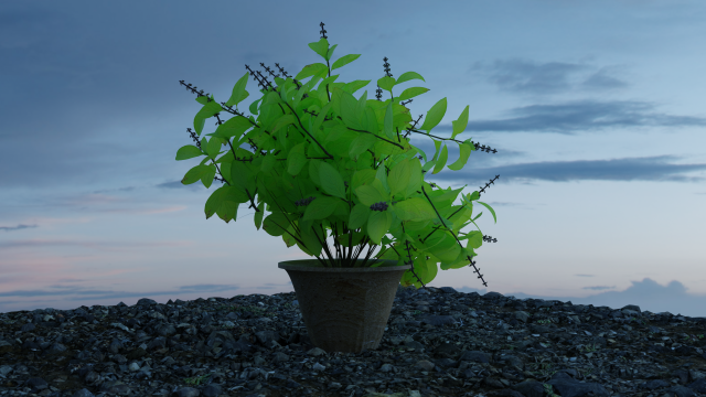 holy basil aka tulsi aka ocimum tenuiflorum aka ocimum sanctum Modèle 3D .c4d .max .obj .3ds .fbx .stl .blend 