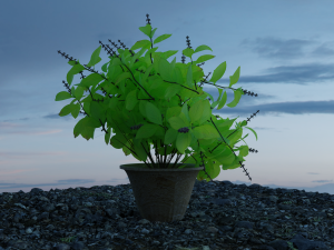 holy basil aka tulsi aka ocimum tenuiflorum aka ocimum sanctum 3D मॉडल
