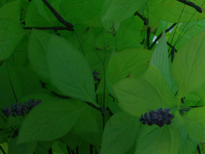manjeric&atilde;o sagrado, tamb&eacute;m conhecido como tulsi, tamb&eacute;m conhecido como ocimum tenuiflorum, tamb&eacute;m conhecido como ocimum sanctum Modelo 3D